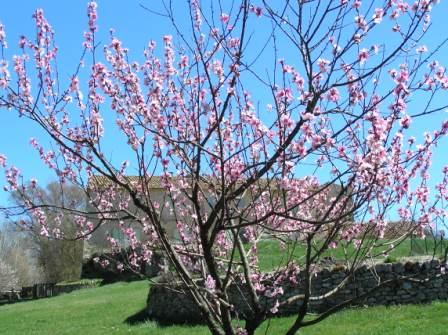 Les pêchers sont en fleurs